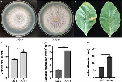 Molecular and Biological Characterization of the First Mymonavirus Identified in Fusarium oxysporum